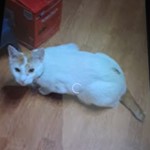 jerry, Domestic Short Hair/Japanese Bobtail, lost pet near 77073 Houston, TX