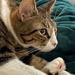 Mouse, American Shorthair, lost pet near Seattle, WA