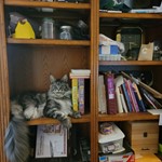 Kerfluffle, Maine Coon, lost pet near Gresham, OR