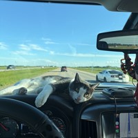 Lost Pet Image