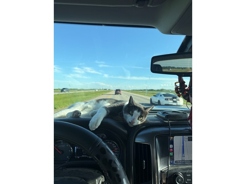 Pet Photo