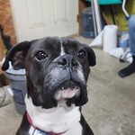 Maxamillion the great, Boxer, lost pet near Seabrook, TX