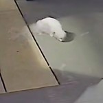 Suzy, Maltese, lost pet near Belleville, NJ