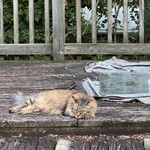 Puff, Domestic Short Hair/Arabian Mau, lost pet near Falls Church, VA