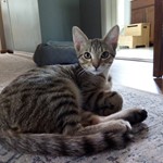 Bowie, Domestic Shorthair, lost pet near Canton, MI