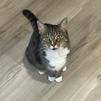 Lost Pet Image