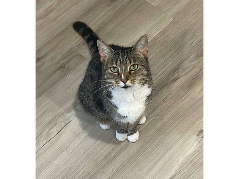 Pet Photo