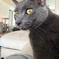 Lost Pet Image