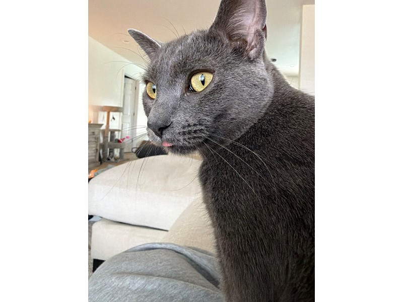 Pet Photo