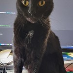 juju, American Shorthair, lost pet near Oakland Park, FL