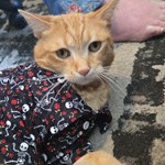 Antman, Domestic Shorthair, lost pet near Sevierville, TN