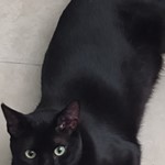 JINX, Domestic Short Hair, lost pet near North Las Vegas, NV