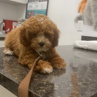 Lost Pet Image