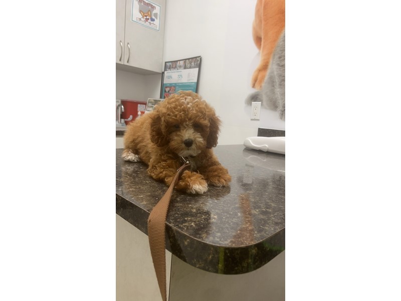 Pet Photo
