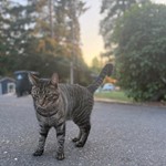 Fox, Tabby, lost pet near Lynnwood, WA