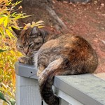 Mao Mao, American Shorthair, lost pet near Saratoga, CA