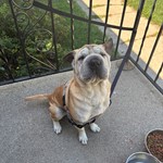 Found pet near Niles, IL