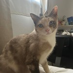 Luna, Domestic Shorthair, lost pet near Niland, CA