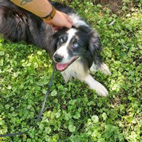 Lost Pet Image