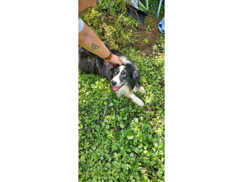 Pet Photo