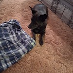 Found pet near Gilbert, AZ