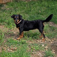 Lost Pet Image