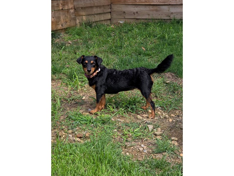 Pet Photo