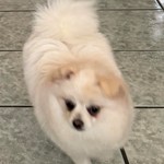 Luna, Pomeranian, lost pet near Round Rock, TX