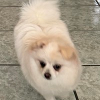 Lost Pet Image