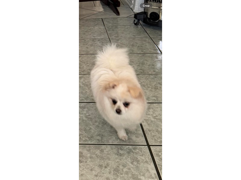 Pet Photo