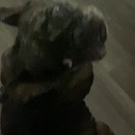 French Bulldog, found pet near Downey, CA