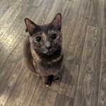 Gidget, Domestic Short Hair, lost pet near Gilbert, AZ