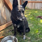 border collie, australian shepard mix?, found pet near Kettle Falls, WA