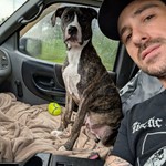 Carlton, American Pit Bull Terrier/American Pit Bull Terrier, lost pet near Arden, NC