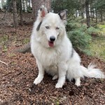Sugar/babe, Australian Shepherd, lost pet near Plainview, TX