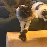 Verwoolf, Maine Coon, lost pet near Buda, TX