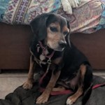 Edith Ann, Beagle, lost pet near Punta Gorda, FL