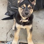 Luna, German Shepherd/German Shepherd, lost pet near Pacoima, CA