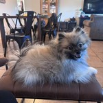 ELBY, Pomeranian, lost pet near Gilbert, AZ