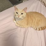 Binky, Domestic Short Hair, lost pet near Cranston, RI