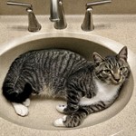 Vinny La Placa, Domestic Short Hair/Tabby, lost pet near Laguna Beach, CA