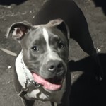 Kukui Carvalho, American Pit Bull Terrier, lost pet near Kihei, HI