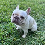 Slimeto, French Bulldog, lost pet near Summerfield, FL