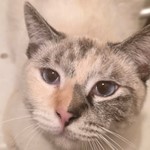 Paloma, American Shorthair, lost pet near Huntington Beach, CA
