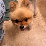Pomeranian, found pet near Spring Valley, NV