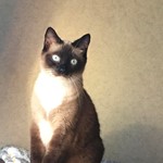 Pumpkin, Siamese, lost pet near Stanardsville, VA