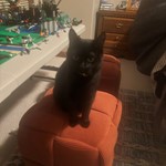 Olive, American Shorthair, lost pet near Keizer, OR