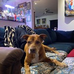 Pitbull, found pet near Lutz, FL