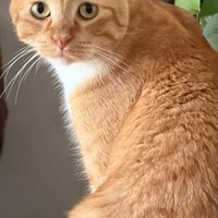 Lost Pet Image