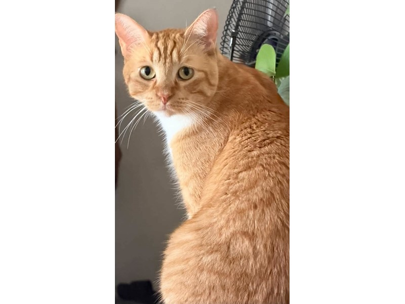 Pet Photo